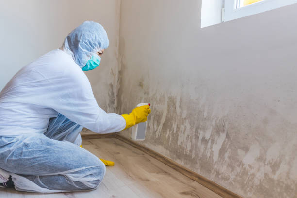 Licensed Basement Mold Remediation service in Toddville, MD - WQB Mold Removal