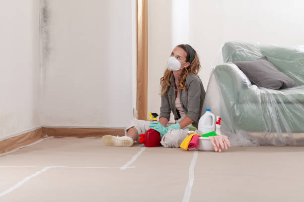 Reliable Basement Mold Remediation contractor in Toddville, MD by WQB Mold Removal