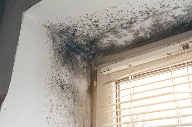 Affordable Basement Mold Remediation solutions in Toddville, MD
