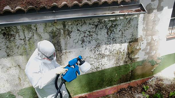 Top rated local Basement Mold Remediation specialists in Toddville, MD